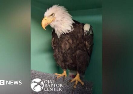 Jackie the bald eagle dies after weeks of intensive care