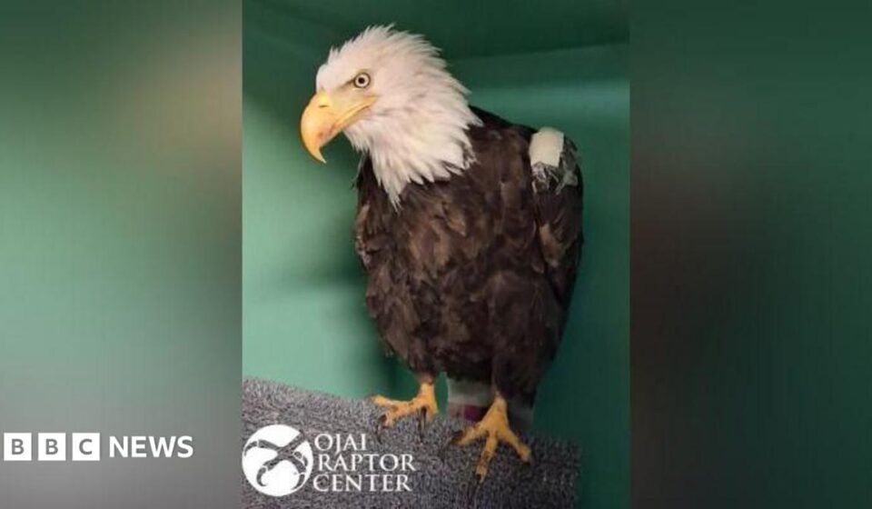 Jackie the bald eagle dies after weeks of intensive care
