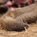Kenya: Four arrested over suspected poisoning of elephants
