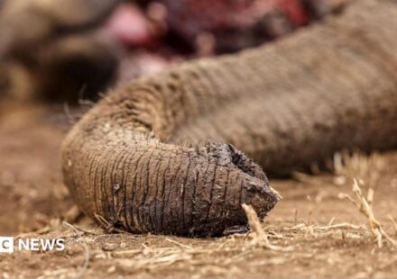 Kenya: Four arrested over suspected poisoning of elephants