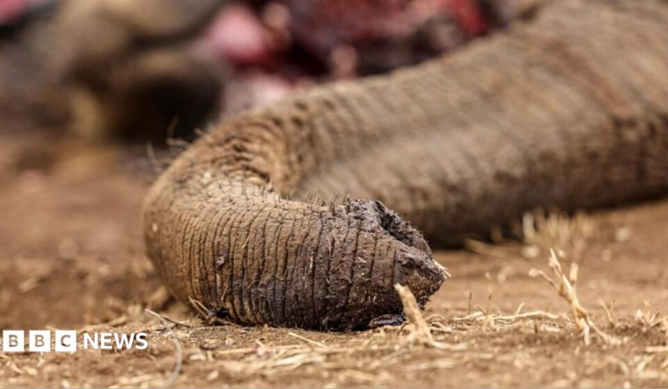 Kenya: Four arrested over suspected poisoning of elephants