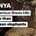 Kenya: Mysterious illness kills more than a dozen elephants
