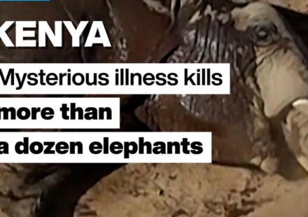 Kenya: Mysterious illness kills more than a dozen elephants