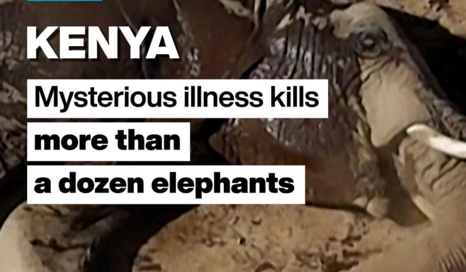 Kenya: Mysterious illness kills more than a dozen elephants