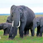 Kenya elephant deaths: Behind the poisoning and the pesticide mystery