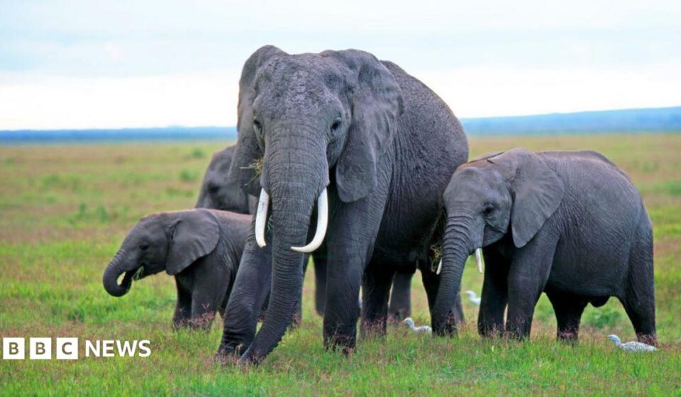 Kenya elephant deaths: Behind the poisoning and the pesticide mystery