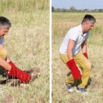 Kidnapped rare Serbian eagle freed into wild after rescue