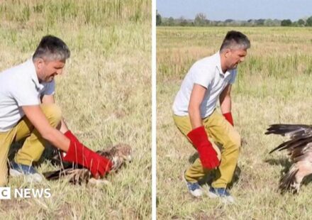 Kidnapped rare Serbian eagle freed into wild after rescue