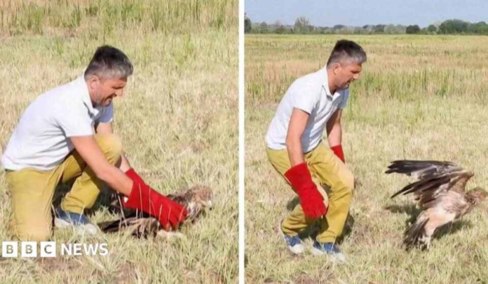 Kidnapped rare Serbian eagle freed into wild after rescue