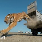 Moment first rare tiger in 70 years released in Kazakhstan