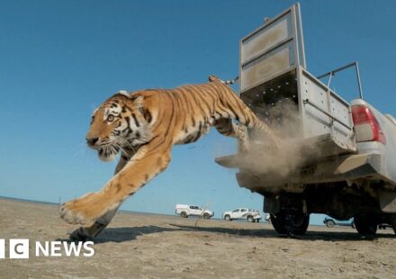 Moment first rare tiger in 70 years released in Kazakhstan