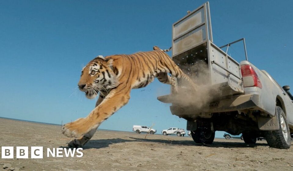 Moment first rare tiger in 70 years released in Kazakhstan