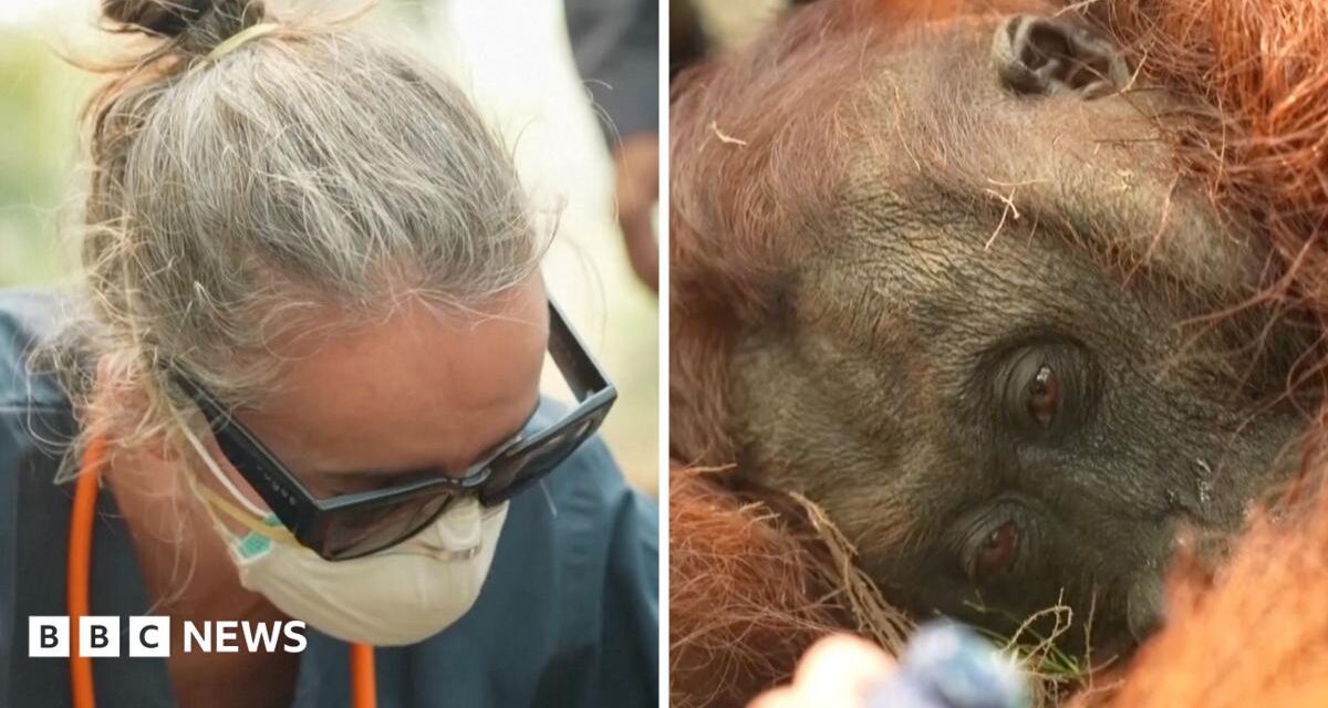 Orangutans in danger as wildfires blaze through Indonesia