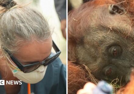 Orangutans in danger as wildfires blaze through Indonesia
