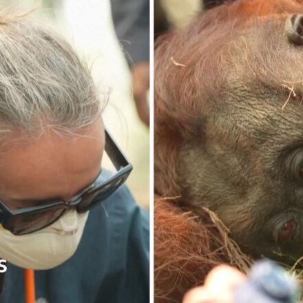 Orangutans in danger as wildfires blaze through Indonesia