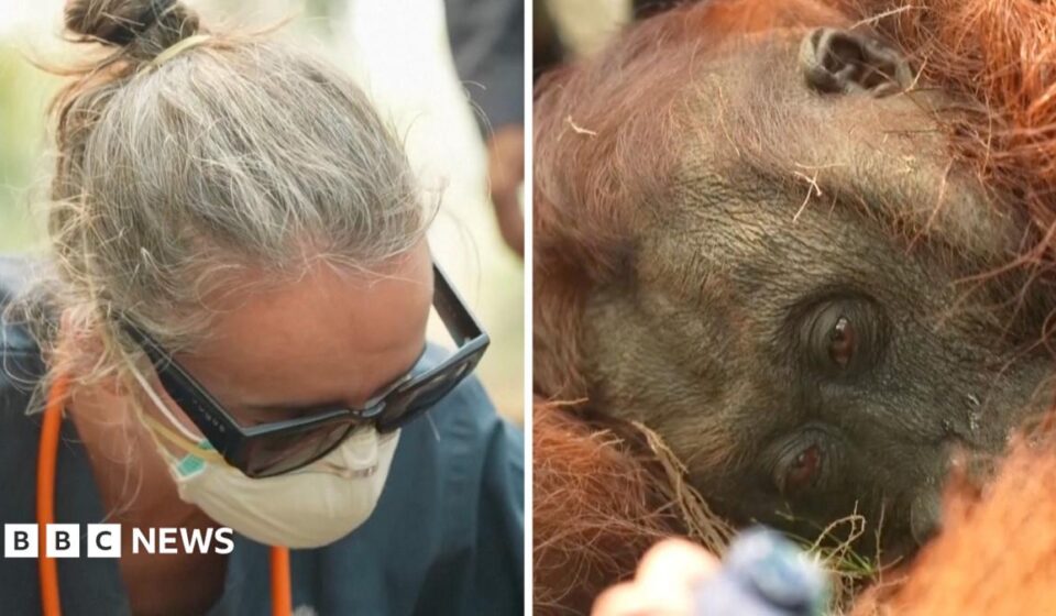 Orangutans in danger as wildfires blaze through Indonesia