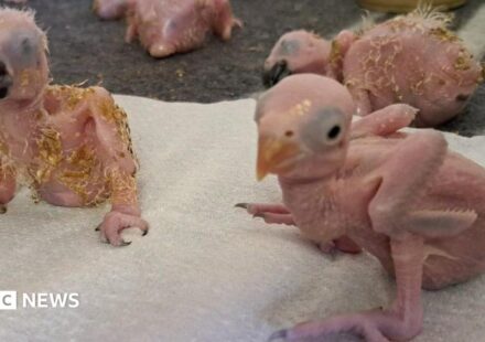 Parrot eggs hatch in South Africa after suspected Thai smuggler arrested at OR Tambo airport