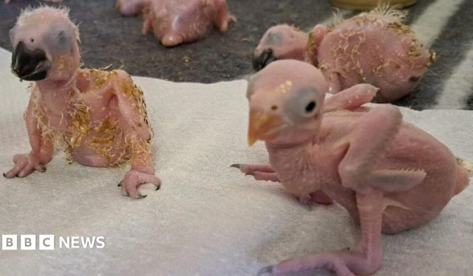 Parrot eggs hatch in South Africa after suspected Thai smuggler arrested at OR Tambo airport