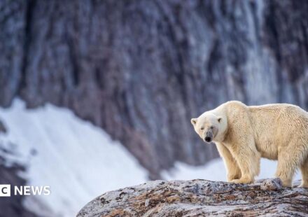 Person fined for using foghorn to wake sleeping polar bear