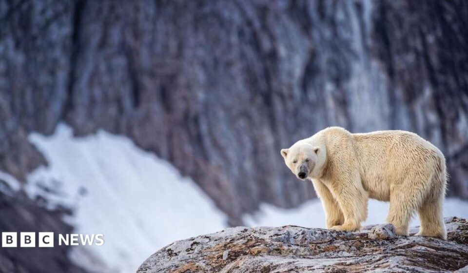 Person fined for using foghorn to wake sleeping polar bear