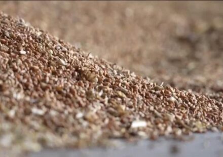 Russia-Ukraine war: Grain hub attacks raise fears over global food prices