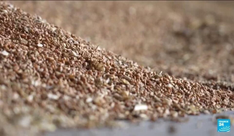 Russia-Ukraine war: Grain hub attacks raise fears over global food prices