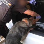 Spanish police arrest 78 people in bust of 'one of largest' smuggling networks