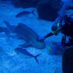 US scientists turn to sharks for help with hurricane prediction