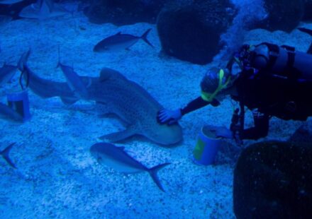 US scientists turn to sharks for help with hurricane prediction
