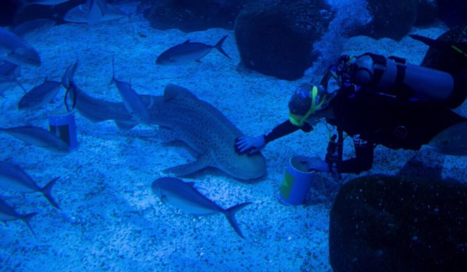 US scientists turn to sharks for help with hurricane prediction