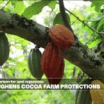Up to 20 years in jail for cocoa land repurpose in Ghana - Eye on Africa