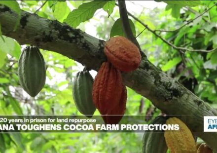 Up to 20 years in jail for cocoa land repurpose in Ghana - Eye on Africa