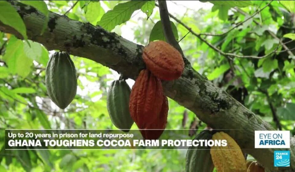Up to 20 years in jail for cocoa land repurpose in Ghana - Eye on Africa