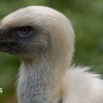 Vultures are disappearing in Nigeria - but the 'vulture king' and others are fighting back