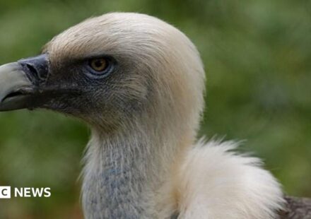 Vultures are disappearing in Nigeria - but the 'vulture king' and others are fighting back