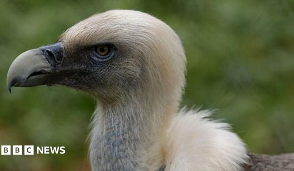 Vultures are disappearing in Nigeria - but the 'vulture king' and others are fighting back
