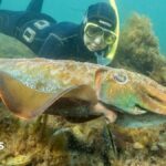 Why Australia's giant cuttlefish mating season has gone silent