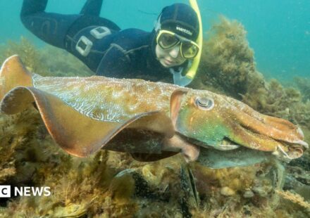 Why Australia's giant cuttlefish mating season has gone silent