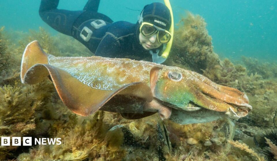 Why Australia's giant cuttlefish mating season has gone silent