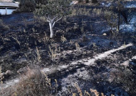 Wildfires kill 12 in Algeria as severe heatwave sweeps North Africa