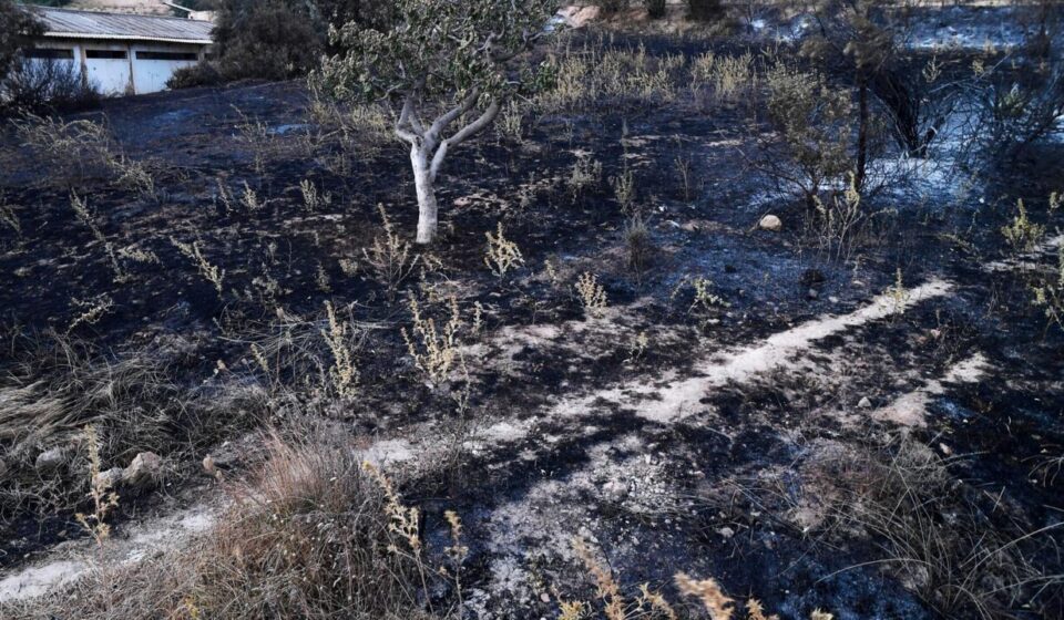 Wildfires kill 12 in Algeria as severe heatwave sweeps North Africa