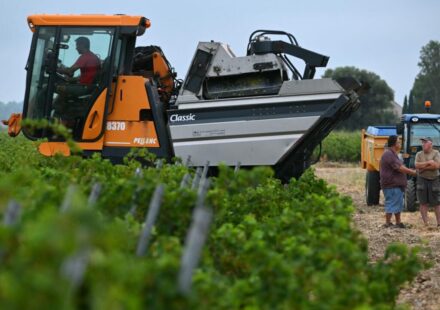 Winemakers across Europe face the challenges of climate change