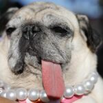 World's Ugliest Dog contest crowns 2026 winner