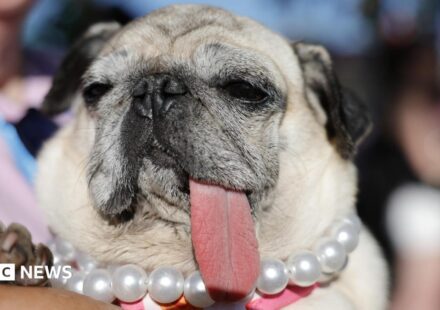 World's Ugliest Dog contest crowns 2026 winner