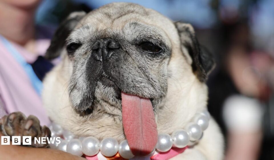 World's Ugliest Dog contest crowns 2026 winner
