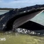 Young girl finds whale stranded on Australian beach