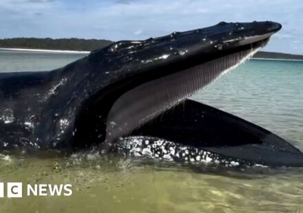 Young girl finds whale stranded on Australian beach