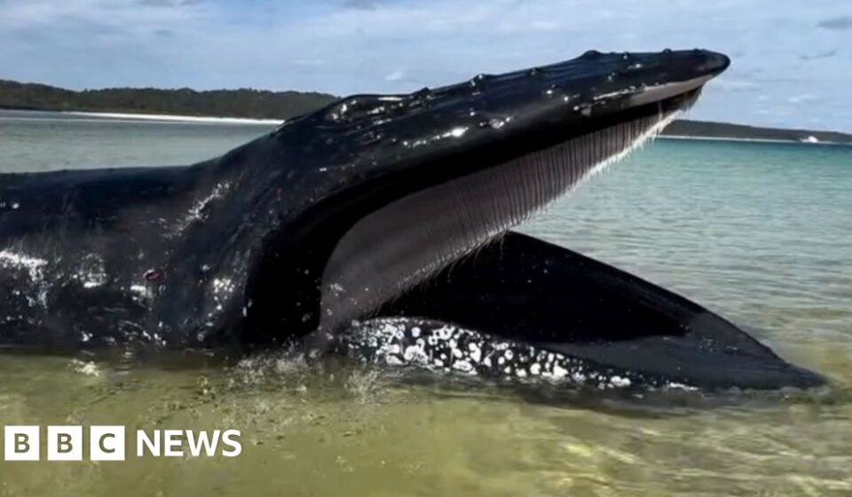 Young girl finds whale stranded on Australian beach