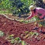 Agricultura: La nueva ley permite traspasar la tierra de emigrados