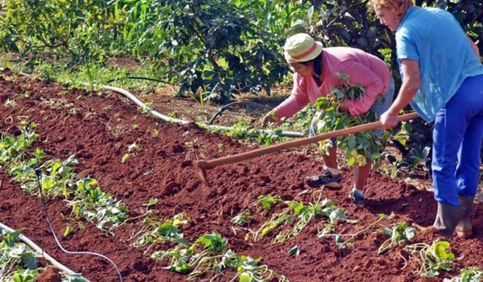 Agricultura: La nueva ley permite traspasar la tierra de emigrados